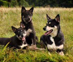 Der Lappländer Rentierhund (Lapinporokoira)