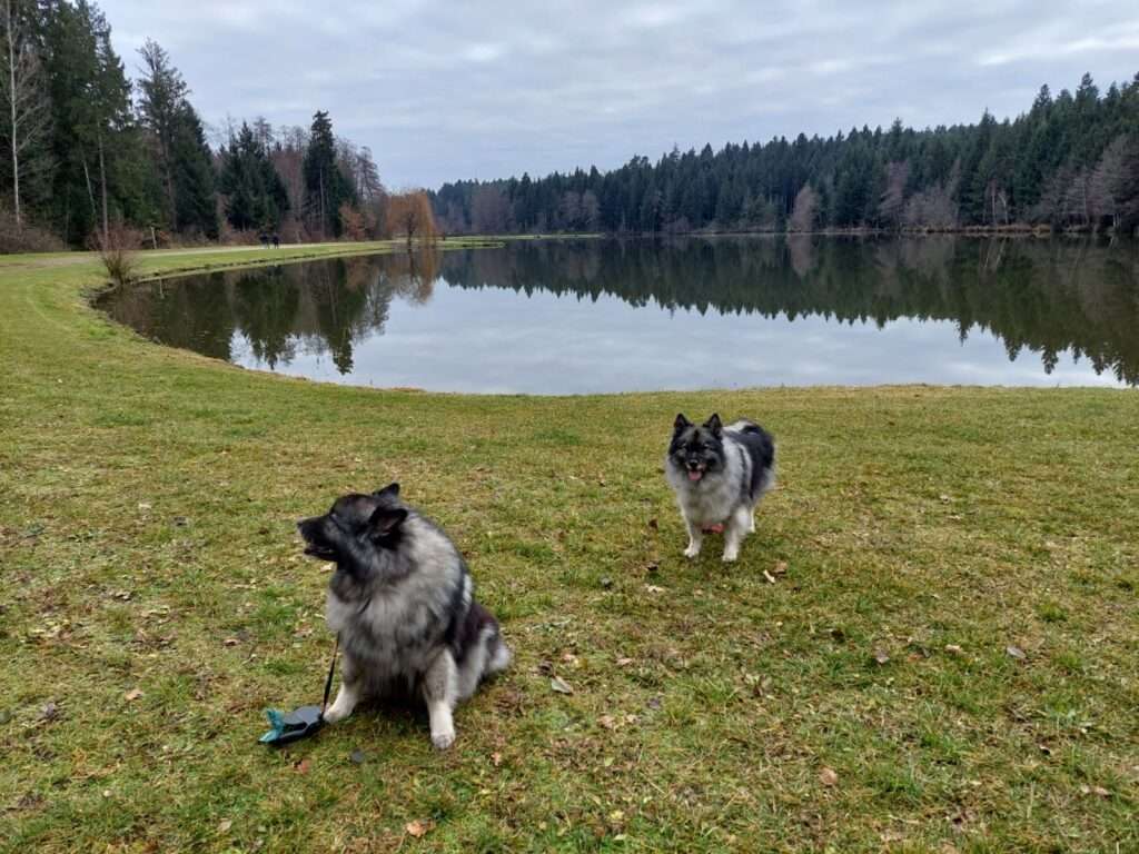 Jahresausklangsspaziergang und Weihnachtsfeier